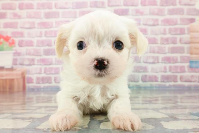 千葉県のチワマル/マルチワ(チワワ×マルチーズ) (Coo&RIKU東金店/2023年10月30日生まれ/男の子/ホワイト)の子犬
