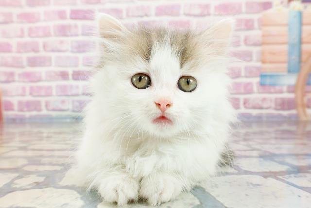 高知県のミヌエット (Coo&RIKU高知御座店/2023年10月29日生まれ/女の子/ブルータビーホワイト)の子猫