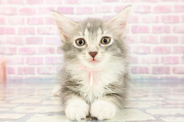 岡山県のノルウェージャンフォレストキャット (Coo&RIKU岡山店/2023年10月31日生まれ/女の子/ブルーパッチドタビーホワイト)の子猫