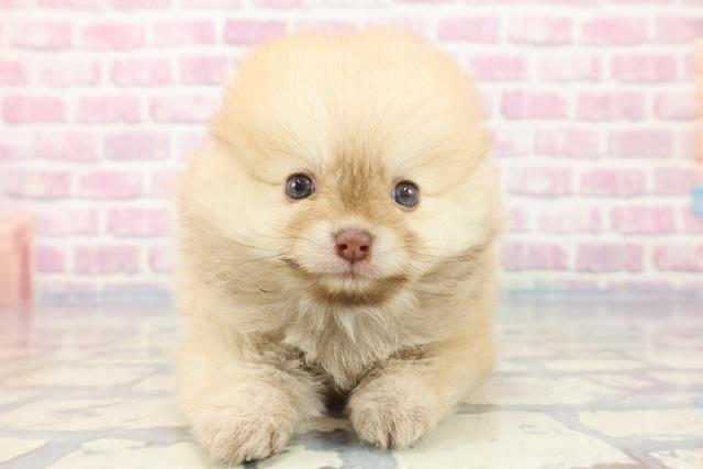 東京都のポメラニアン (Coo&RIKU立川店/2023年10月30日生まれ/男の子/ビーバー)の子犬