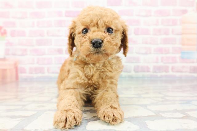 神奈川県のトイプードル(トイ) (Coo&RIKU相模原店/2023年10月28日生まれ/男の子/アプリコット)の子犬