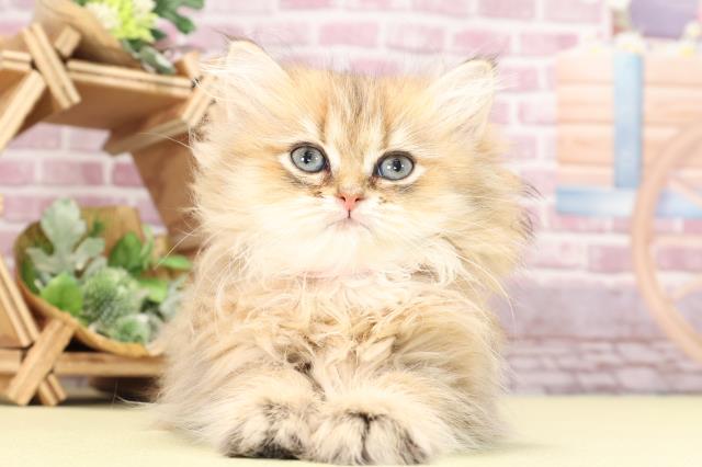 滋賀県のペルシャ (Coo&RIKU東近江店/2023年10月26日生まれ/女の子/チンチラゴールデン)の子猫の1枚目の画像
