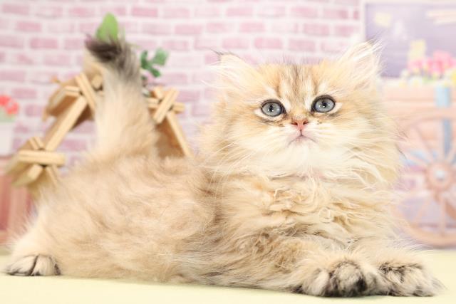 滋賀県のペルシャ (Coo&RIKU東近江店/2023年10月26日生まれ/女の子/チンチラゴールデン)の子猫の2枚目の画像