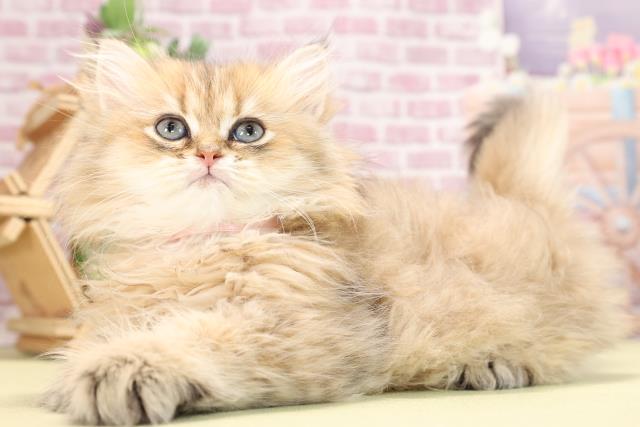 滋賀県のペルシャ (Coo&RIKU東近江店/2023年10月26日生まれ/女の子/チンチラゴールデン)の子猫の3枚目の画像