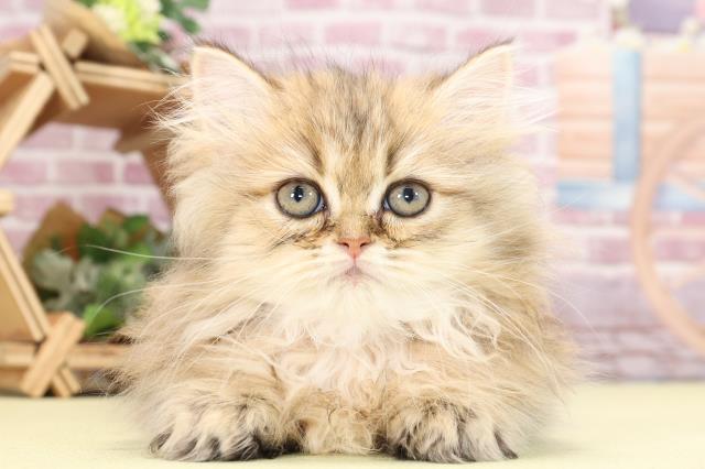 滋賀県のペルシャ (Coo&RIKU東近江店/2023年10月26日生まれ/女の子/チンチラゴールデン)の子猫