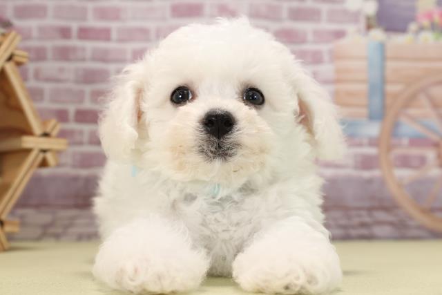 神奈川県のビションフリーゼ (Coo&RIKU相模原店/2023年11月1日生まれ/男の子/ホワイト(白))の子犬