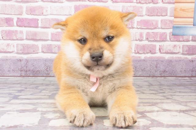 京都府の柴犬(標準サイズ) (Coo&RIKU舞鶴店/2023年11月2日生まれ/女の子/赤)の子犬