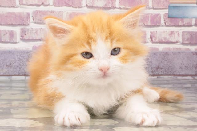 神奈川県のノルウェージャンフォレストキャット (Coo&RIKU江の島店/2023年10月31日生まれ/女の子/レッドタビーホワイト)の子猫