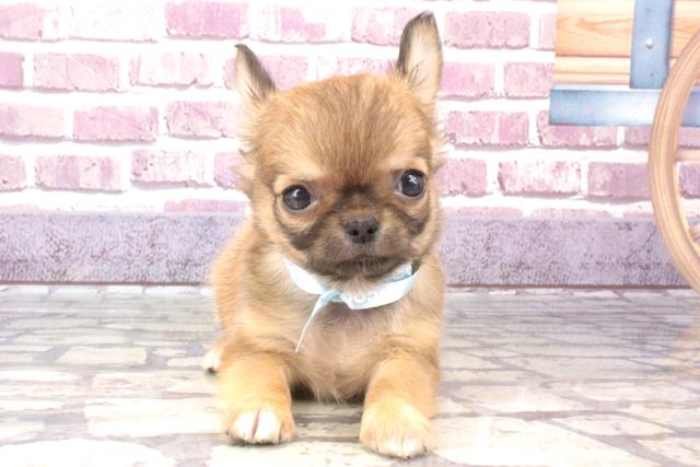 奈良県のチワワ(ロング) (Coo&RIKU奈良新庄店/2023年10月29日生まれ/男の子/レッド)の子犬