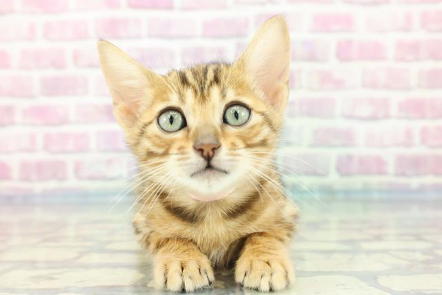 兵庫県のベンガル (Coo&RIKU尼崎店/2023年11月2日生まれ/女の子/ブラウンスポットタビー)の子猫の1枚目の画像
