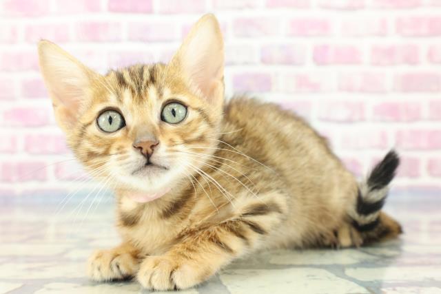 兵庫県のベンガル (Coo&RIKU尼崎店/2023年11月2日生まれ/女の子/ブラウンスポットタビー)の子猫の2枚目の画像