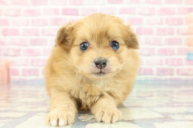 北海道のポメプー(ポメラニアン×プードル) (Coo&RIKU室蘭店/2023年11月7日生まれ/女の子/レッド)の子犬