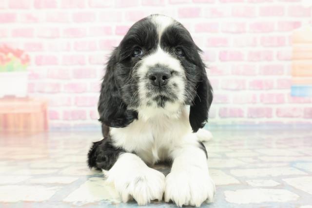 東京都のアメリカンコッカースパニエル (Coo&RIKU中野サンモール店/2023年11月7日生まれ/女の子/ブラックホワイト)の子犬