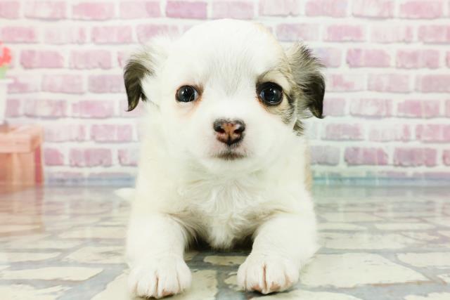 千葉県のチワワ(ロング) (Coo&RIKU流山店/2023年11月5日生まれ/男の子/フォーンホワイト)の子犬