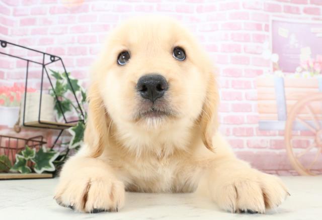 福岡県のゴールデンレトリバー (Coo&RIKU小倉店/2023年11月6日生まれ/女の子/ゴールデン)の子犬