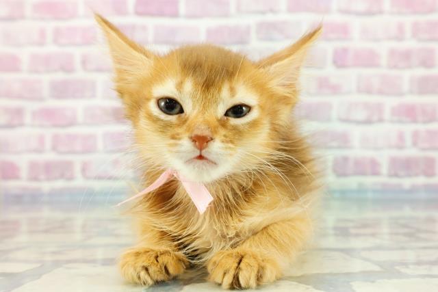 茨城県のソマリ (Coo&RIKU日立店/2023年11月2日生まれ/女の子/レッド)の子猫