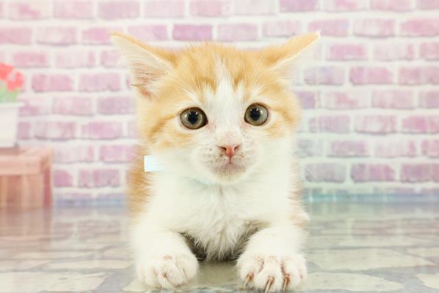 埼玉県のミヌエット (Coo&RIKUヤオコー幸手店/2023年11月3日生まれ/男の子/レッドタビーホワイト)の子猫