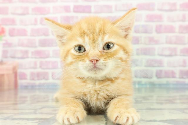茨城県のミヌエット (Coo&RIKU筑西店/2023年11月3日生まれ/男の子/レッドタビー)の子猫