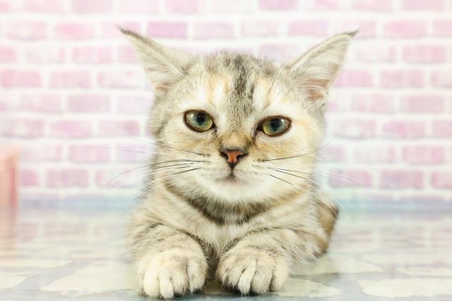 長野県のアメリカンショートヘアー (Coo&RIKU松本店/2023年9月8日生まれ/女の子/ブラウンパッチドタビー)の子猫