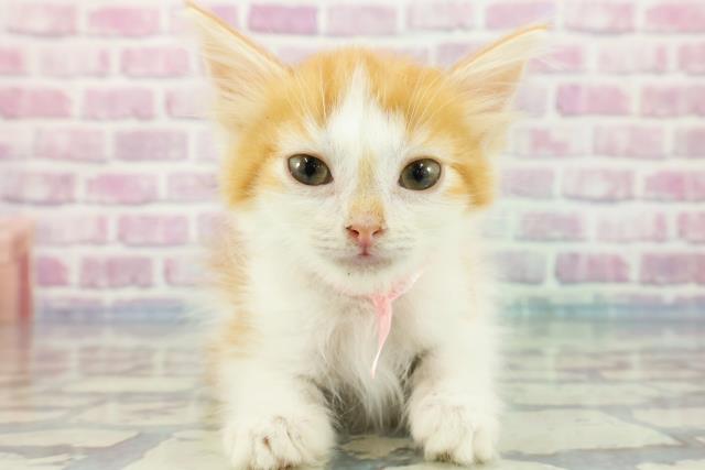 東京都のノルウェージャンフォレストキャット (Coo&RIKU三軒茶屋店/2023年10月22日生まれ/女の子/レッドタビーホワイト)の子猫