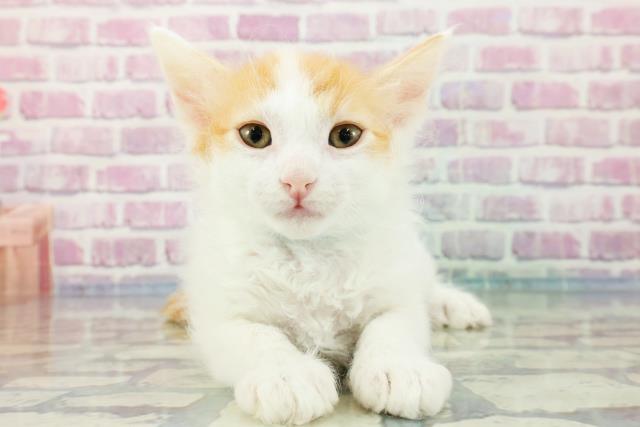 東京都のラパーマ (Coo&RIKU足立本店/2023年11月5日生まれ/男の子/レッドタビーホワイト)の子猫