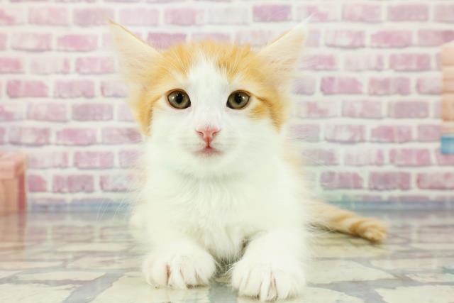 福島県のメインクーン (Coo&RIKUいわき店/2023年11月1日生まれ/男の子/レッドタビーホワイト)の子猫