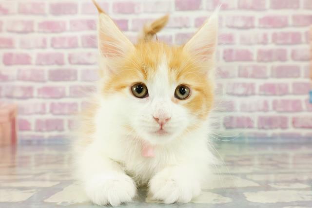 栃木県のメインクーン (Coo&RIKU足利店/2023年11月1日生まれ/女の子/レッドタビーホワイト)の子猫