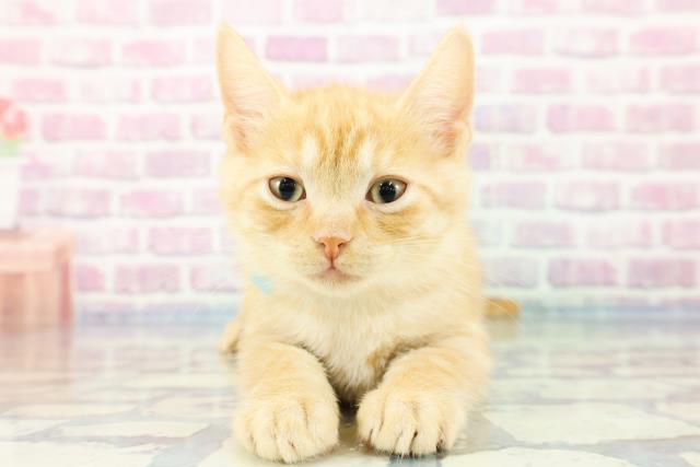 福島県のスコティッシュストレート (Coo&RIKU福島店/2023年11月4日生まれ/男の子/レッドタビー)の子猫