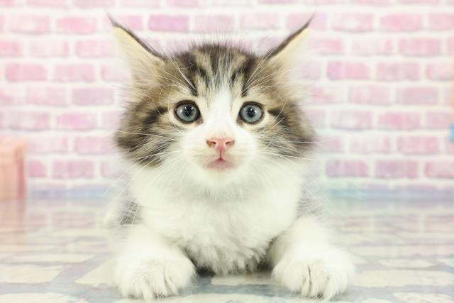 東京都のサイベリアン (Coo&RIKU東久留米店/2023年11月8日生まれ/男の子/ブラウンタビーホワイト)の子猫