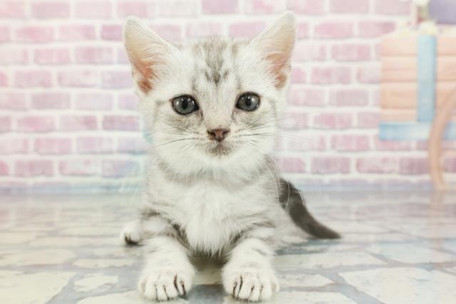 千葉県のアメリカンショートヘアー (Coo&RIKU南柏店/2023年10月29日生まれ/女の子/ブルータビー)の子猫