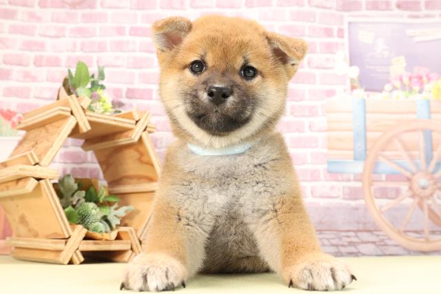静岡県の柴犬(標準サイズ) (Coo&RIKU浜松店/2023年11月8日生まれ/男の子/赤)の子犬