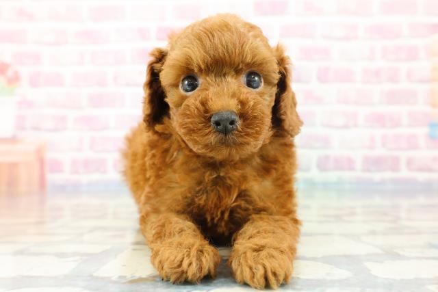 栃木県のトイプードル(トイ) (Coo&RIKU足利店/2023年11月6日生まれ/男の子/レッド)の子犬
