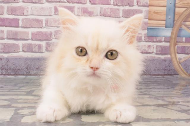 神奈川県のサイベリアン (Coo&RIKU長津田店/2023年11月7日生まれ/女の子/クリームタビーホワイト)の子猫