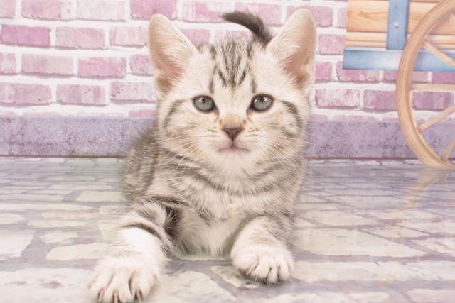 新潟県のアメリカンショートヘアー (Coo&RIKU新潟西店/2023年11月8日生まれ/女の子/シルバータビー)の子猫