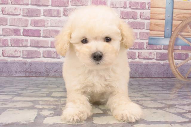 奈良県のトイプードル(トイ) (Coo&RIKU奈良新庄店/2023年11月8日生まれ/男の子/ホワイト)の子犬