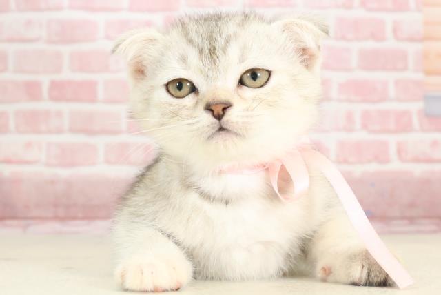 福岡県のスコティッシュフォールド (Coo&RIKU久留米店/2023年11月10日生まれ/女の子/シルバーパッチドタビーホワイト)の子猫