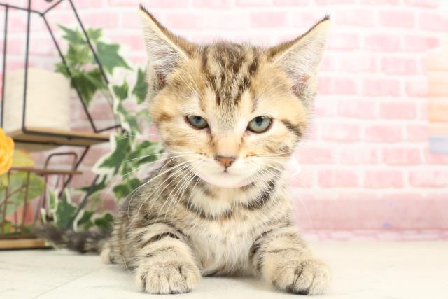 福岡県のマンチカン (Coo&RIKU福岡東店/2023年11月9日生まれ/女の子/ブラウンパッチドタビー)の子猫