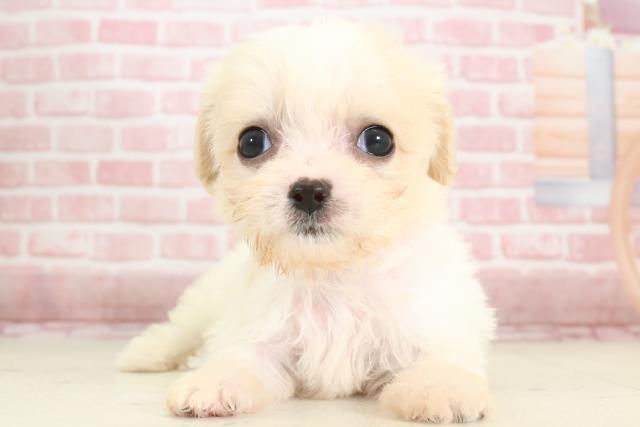 宮崎県のハーフ犬 (Coo&RIKU宮崎店/2023年11月8日生まれ/女の子/ブレンハイム)の子犬