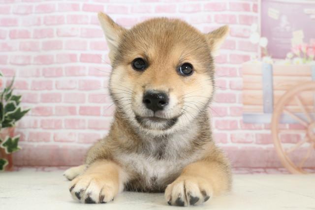 福岡県の柴犬 (Coo&RIKU小倉店/2023年11月13日生まれ/男の子/レッド(赤))の子犬