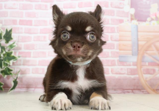 福岡県のチワワ(ロング) (Coo&RIKU小倉店/2023年11月10日生まれ/男の子/チョコレートタンホワイト)の子犬