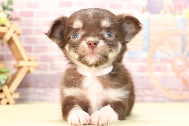 三重県のチワワ(ロング) (Coo&RIKU四日市店/2023年11月11日生まれ/女の子/チョコレートクリームホワイト)の子犬