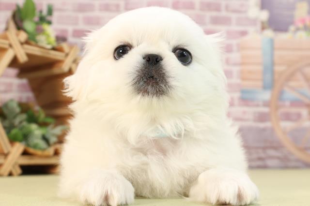 愛知県のペキニーズ (Coo&RIKU名古屋滝ノ水店/2023年11月12日生まれ/男の子/ホワイト)の子犬