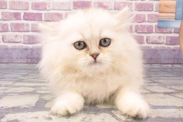 千葉県のペルシャ (Coo&RIKU東金店/2023年10月28日生まれ/女の子/チンチラシルバー)の子猫