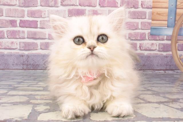 広島県のペルシャ (Coo&RIKU福山店/2023年10月28日生まれ/女の子/チンチラシルバー)の子猫