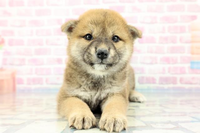 山形県の柴犬 (Coo&RIKUイオンタウン酒田店/2023年11月13日生まれ/女の子/レッド(赤))の子犬
