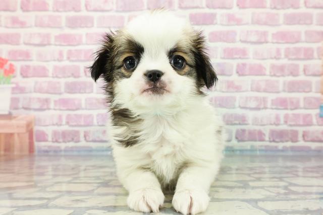 青森県のハーフ犬 (Coo&RIKU青森店/2023年11月13日生まれ/男の子/レッドホワイト)の子犬