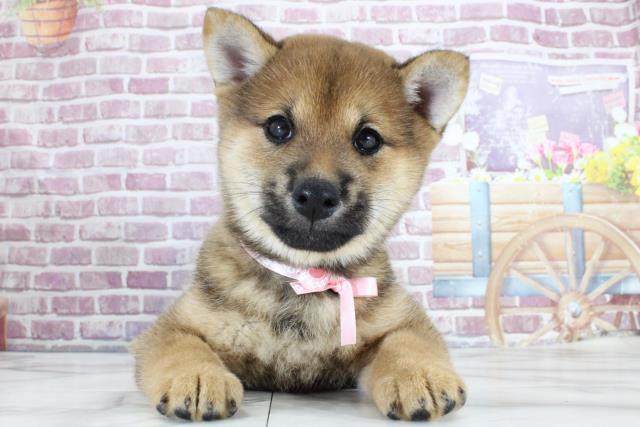 山形県の柴犬 (Coo&RIKU山形店/2023年11月10日生まれ/女の子/レッド(赤))の子犬