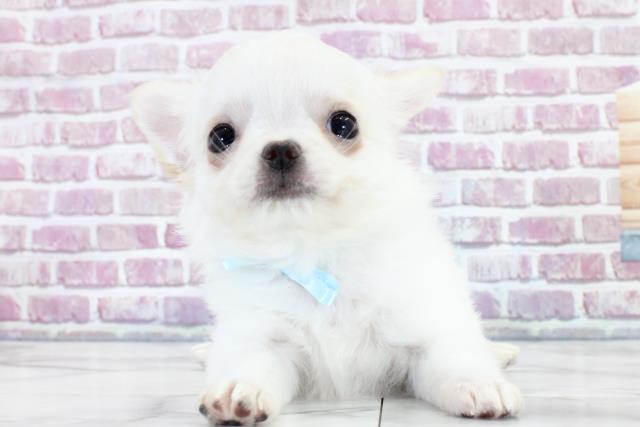 福島県のチワワ(ロング) (Coo&RIKUいわき店/2023年11月11日生まれ/男の子/ホワイトクリーム)の子犬