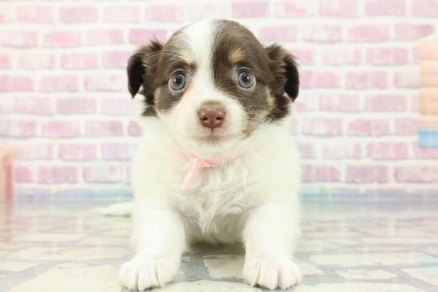 高知県のチワワ(ロング) (Coo&RIKUのいち店/2023年11月14日生まれ/女の子/ホワイトチョコレートタン)の子犬