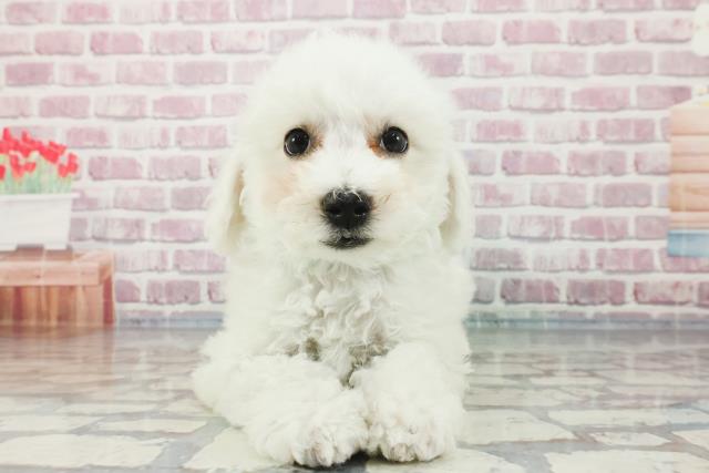群馬県のビションフリーゼ (Coo&RIKU前橋店/2023年11月12日生まれ/男の子/ホワイト)の子犬